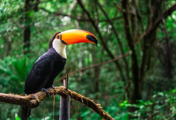 Tucán en la selva amazónica